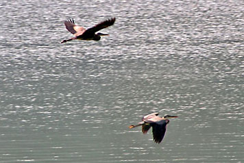 herons flying