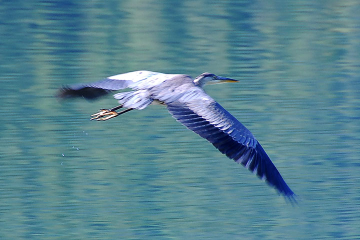 why called blue heron