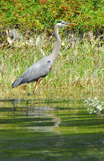 heron kokanee