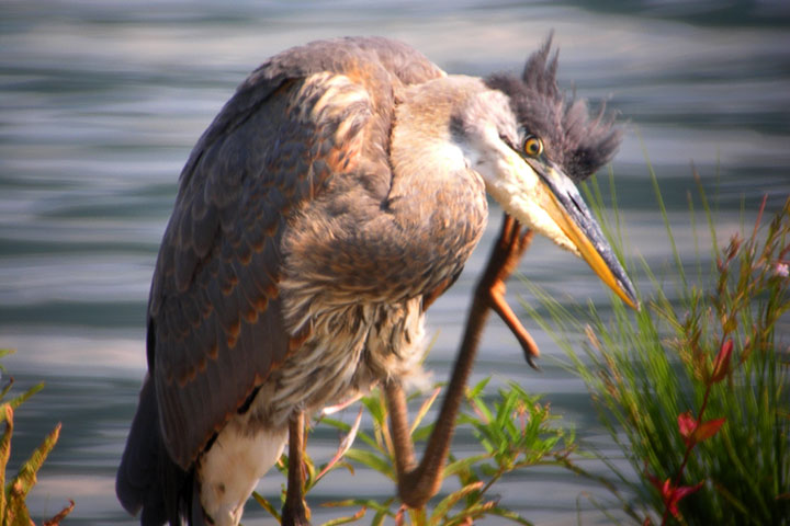 heron having a scratch