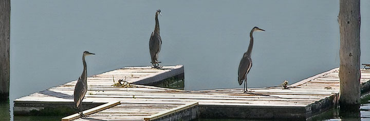 Three herons