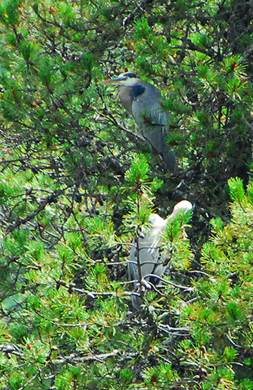 herons in tree