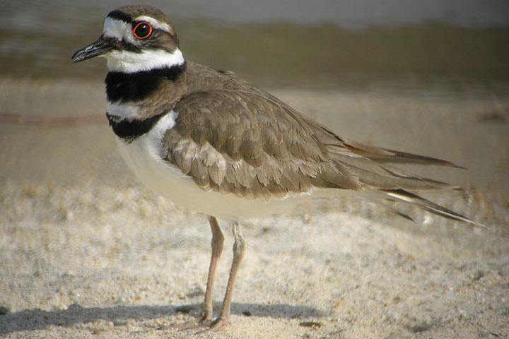 killdeer