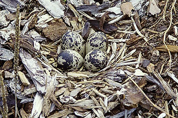killdeer female nest