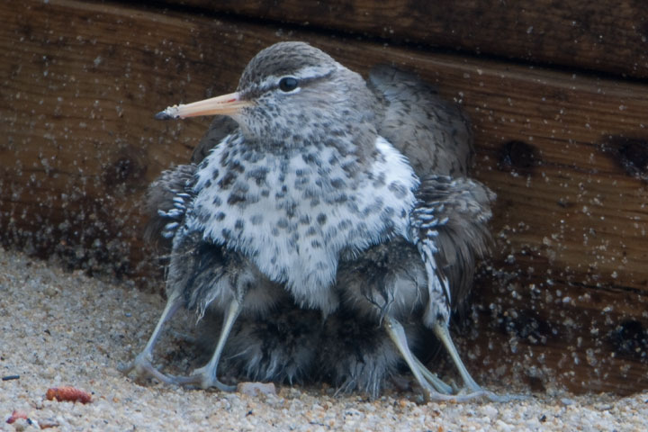 spotted sandpiper brooding
