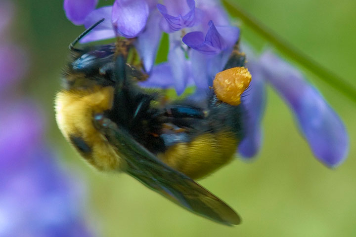 bumblebee