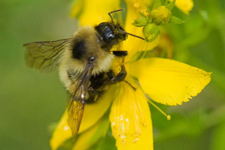 bumblebee