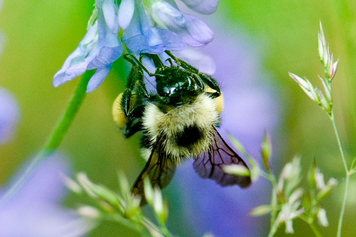 bumblebee