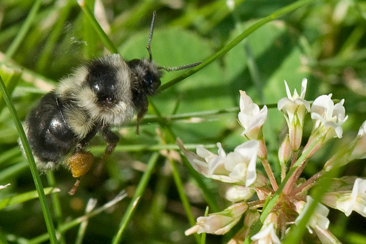 bumblebee clover