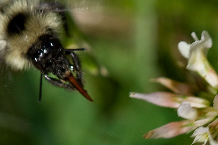 bumblebee clover