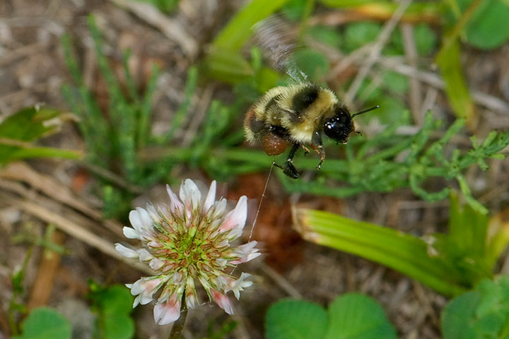 bumblebee and web