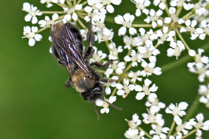 carpenter bee