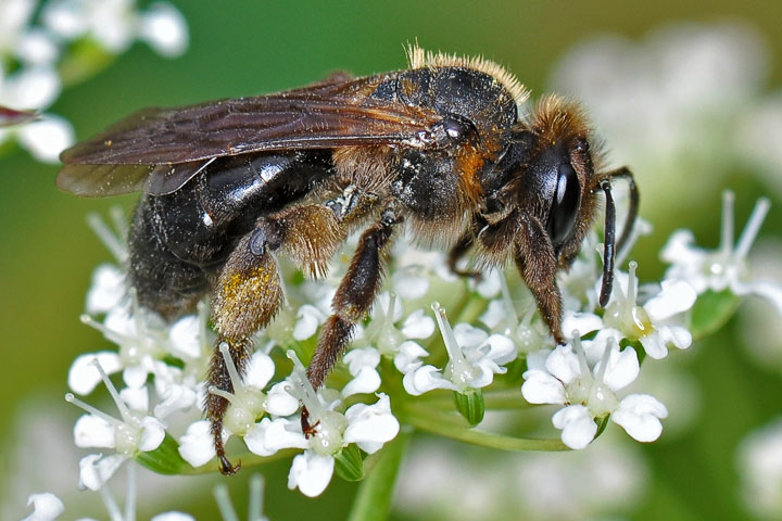 carpenter bee