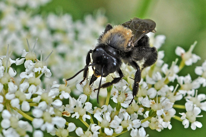 carpenter bee