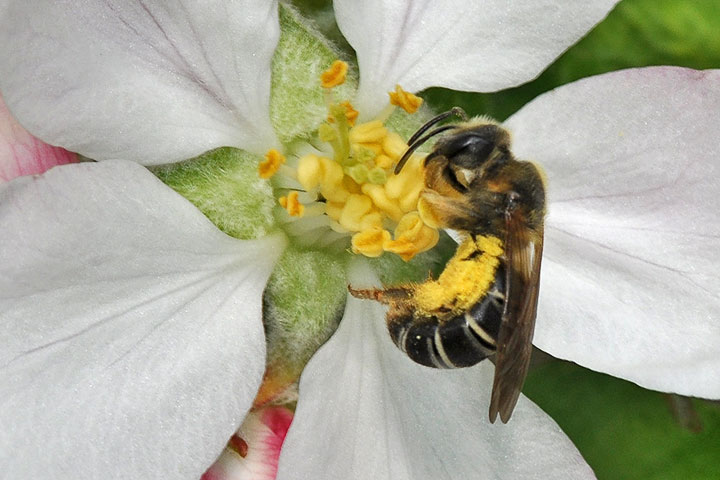 leafcutter bee