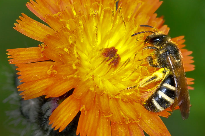 leafcutter bee