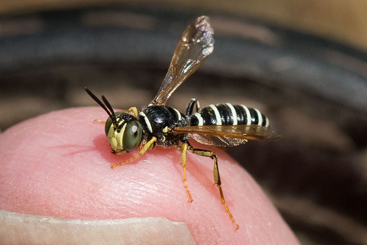 masked bee