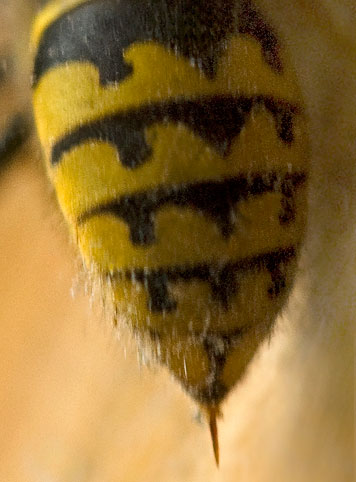 paper wasp stinger