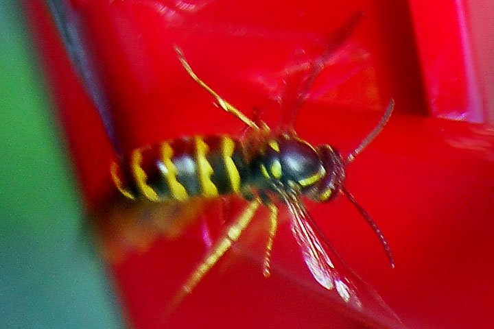 yellow jacket