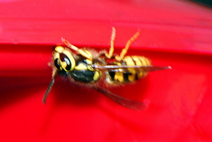 yellow jacket
