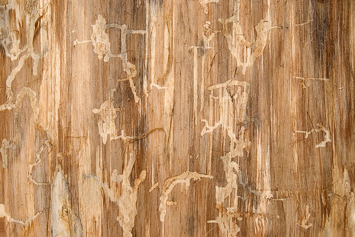 bark, beetle art