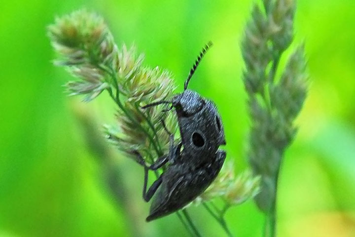 western eyed click beetle