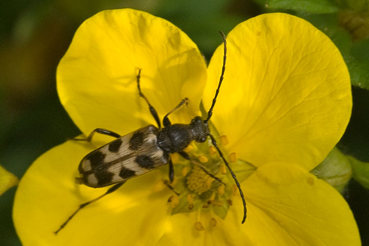 flower longhorn beetle