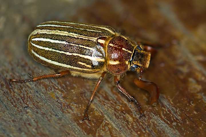 june beetle