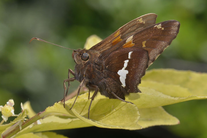 silver-spotted skipper