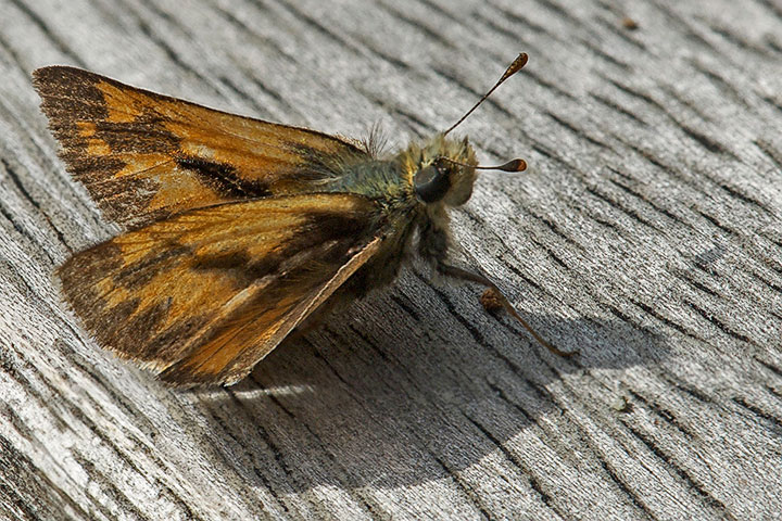 woodland skipper