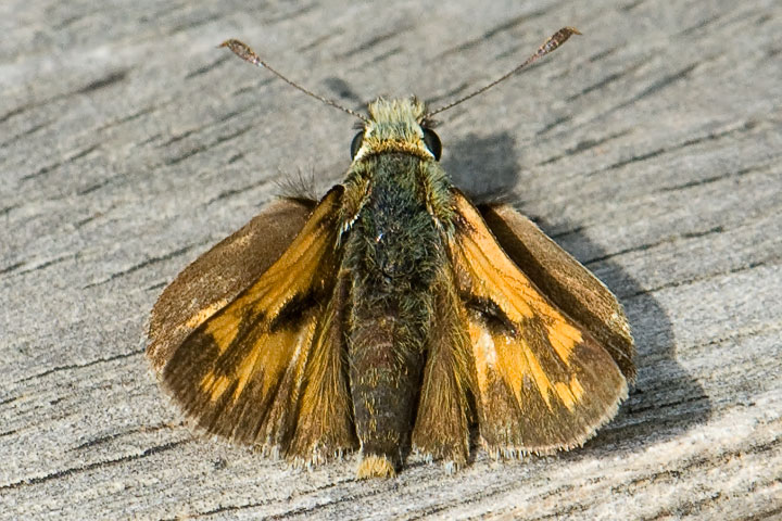 woodland skipper