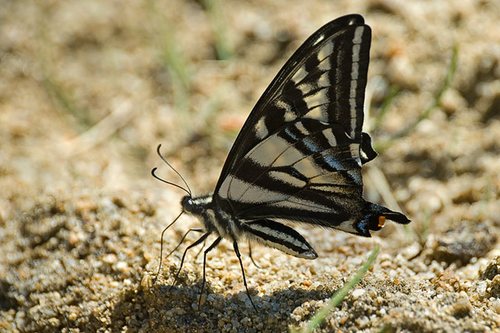pale swallowtail