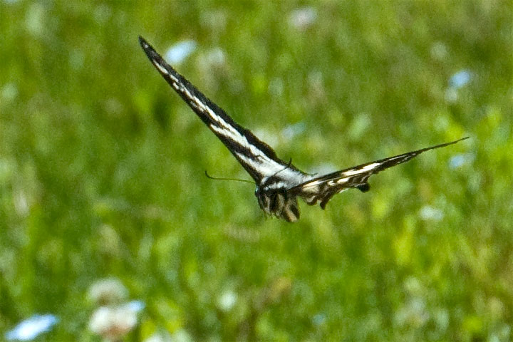 A Pale Swallowtail (butterfly) tucks its legs up when flying