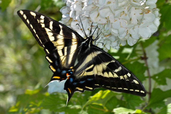 pale swallowtail