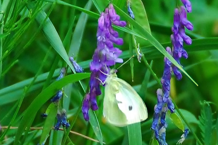 sulphur