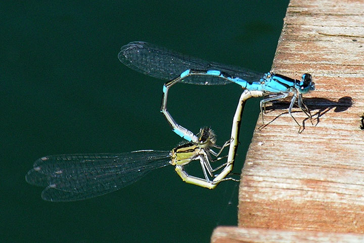 bluet damselfly mating