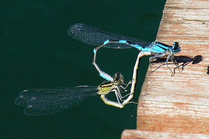 Damselflies mate