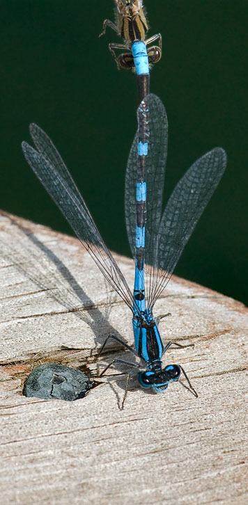 bluet damselfly