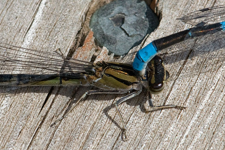 bluet damselfly mating