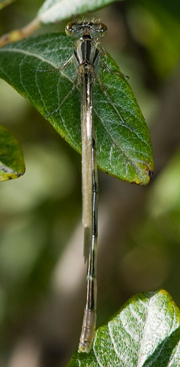 bluet damselfly