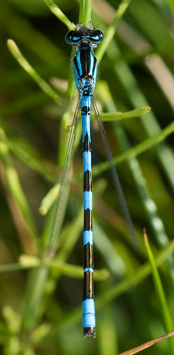 bluet damselfly