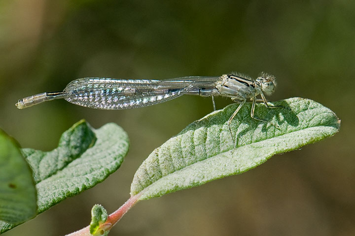 bluet damselfly immature