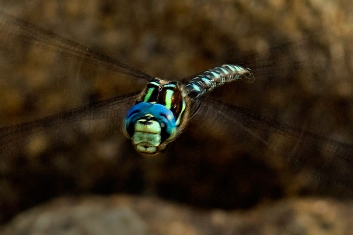 paddle-tailed darner