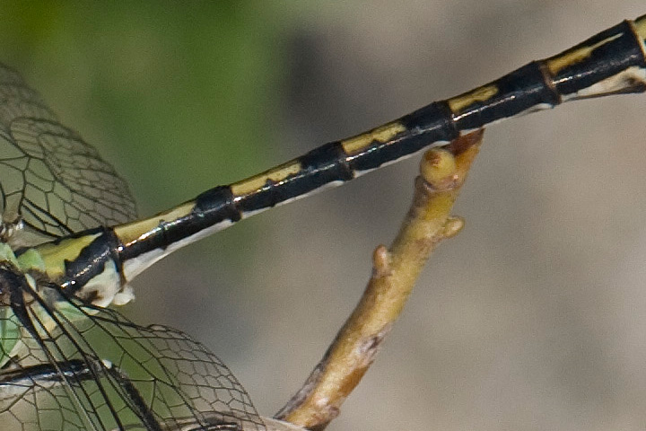 male clubtail