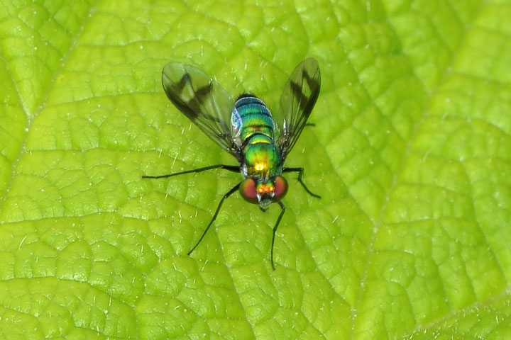 condylostylid fly