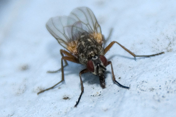 lesser house fly