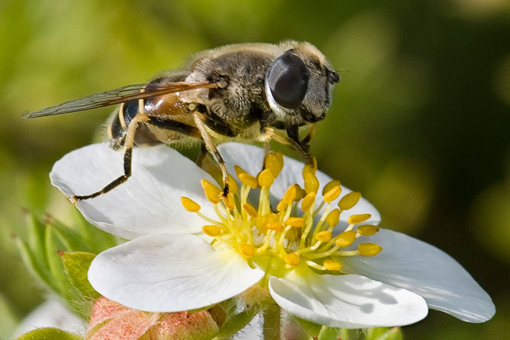 Hover Fly