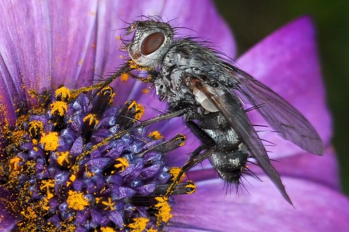 long–tongue tachinid fly
