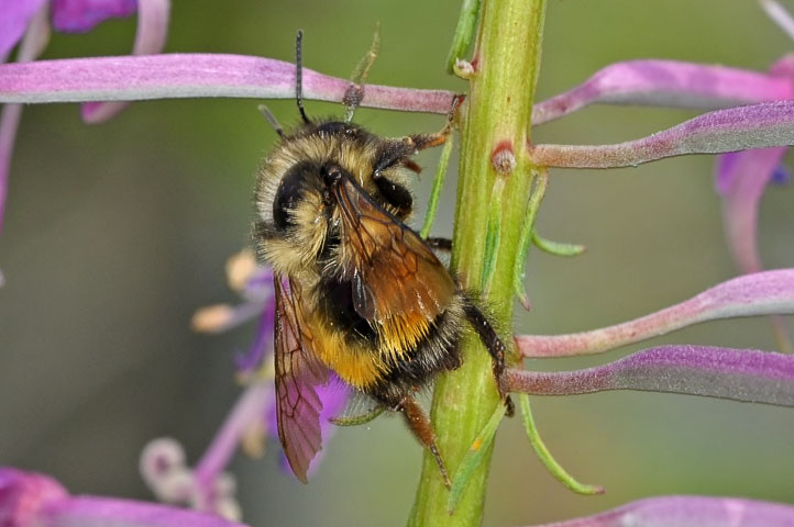 B. melanopygus