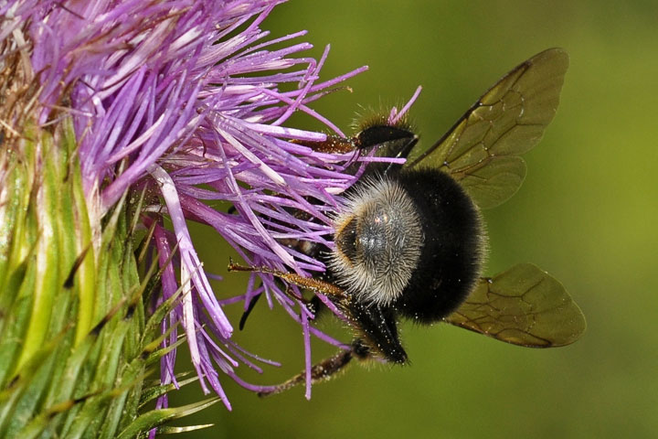 bombus occidentalis